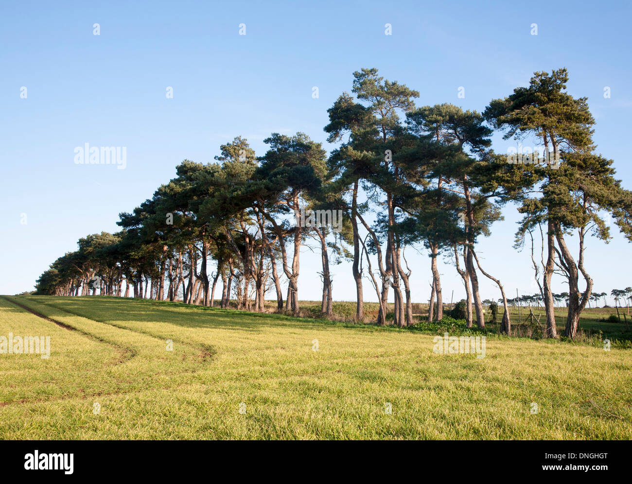Eine Reihe von Föhren Kennzeichnung eine Feldgrenze in der Landschaft, Shottisham, Suffolk, England Stockfoto