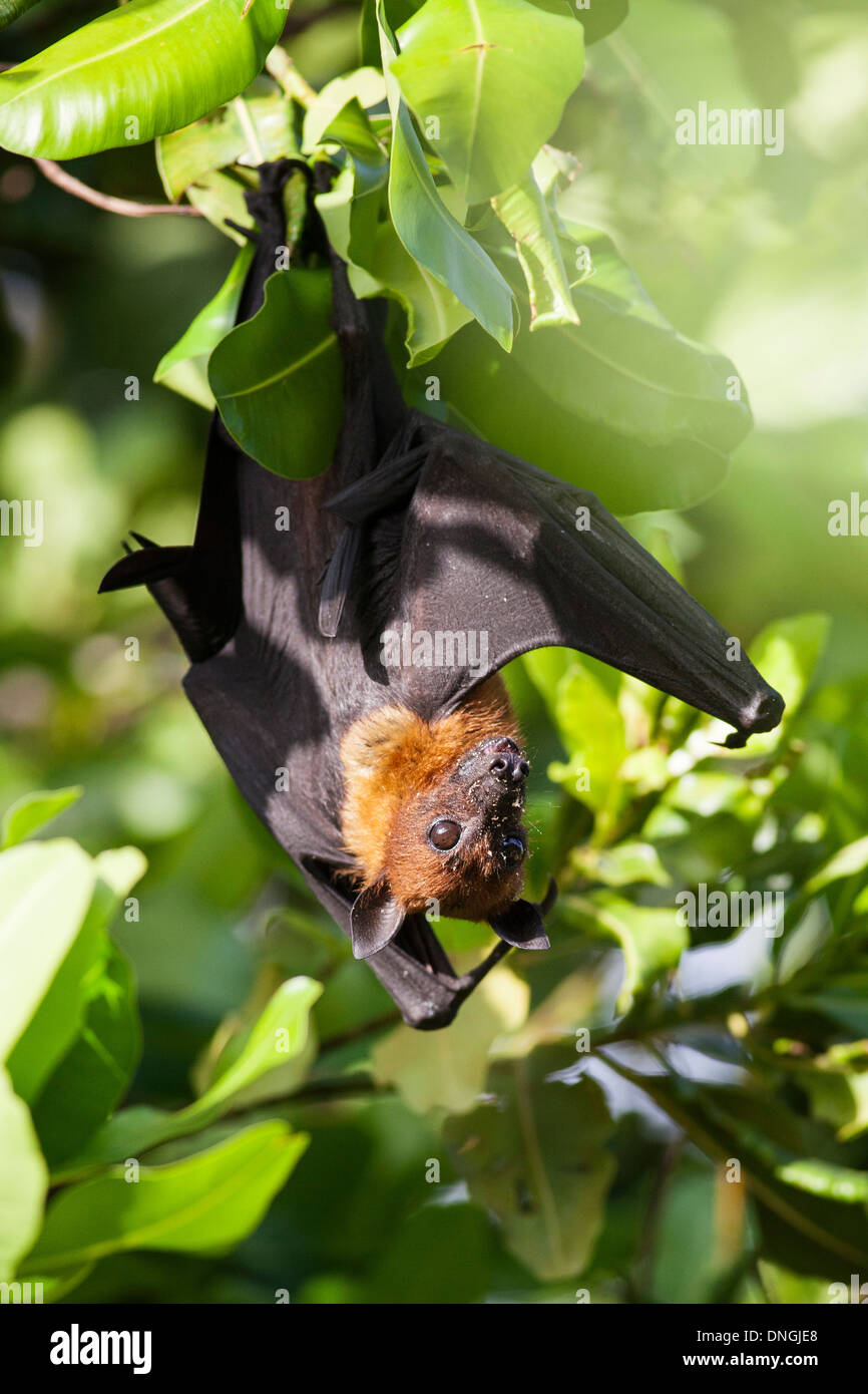 Porträt von einen Flughund Stockfoto