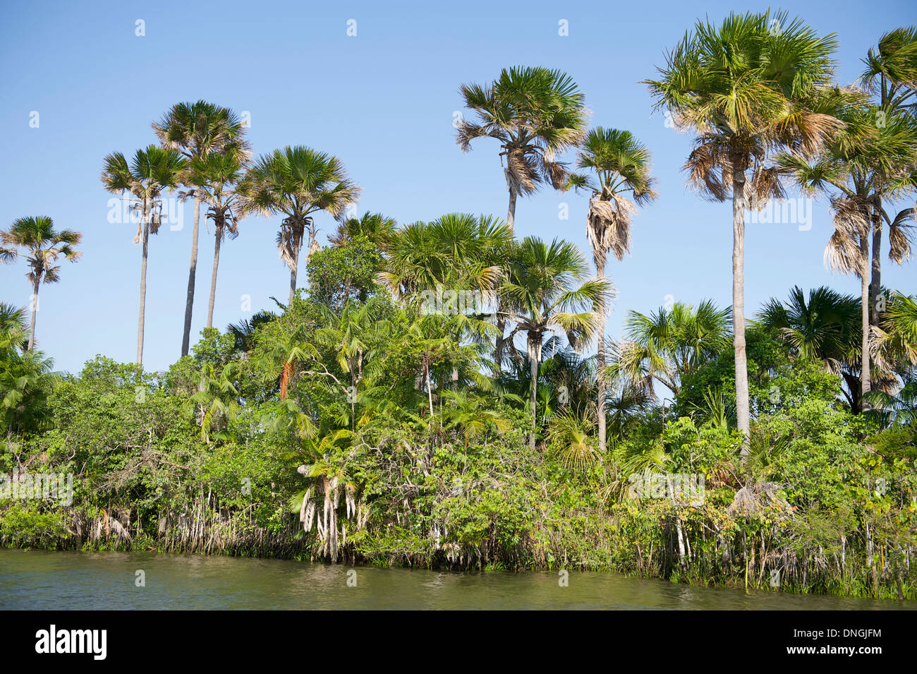 Abgelegenen brasilianischen Fluss gesäumt von tropischen Palmen Baum Dschungel Rio Preguicas (Preguiças) in Brasilien Nordeste Stockfoto
