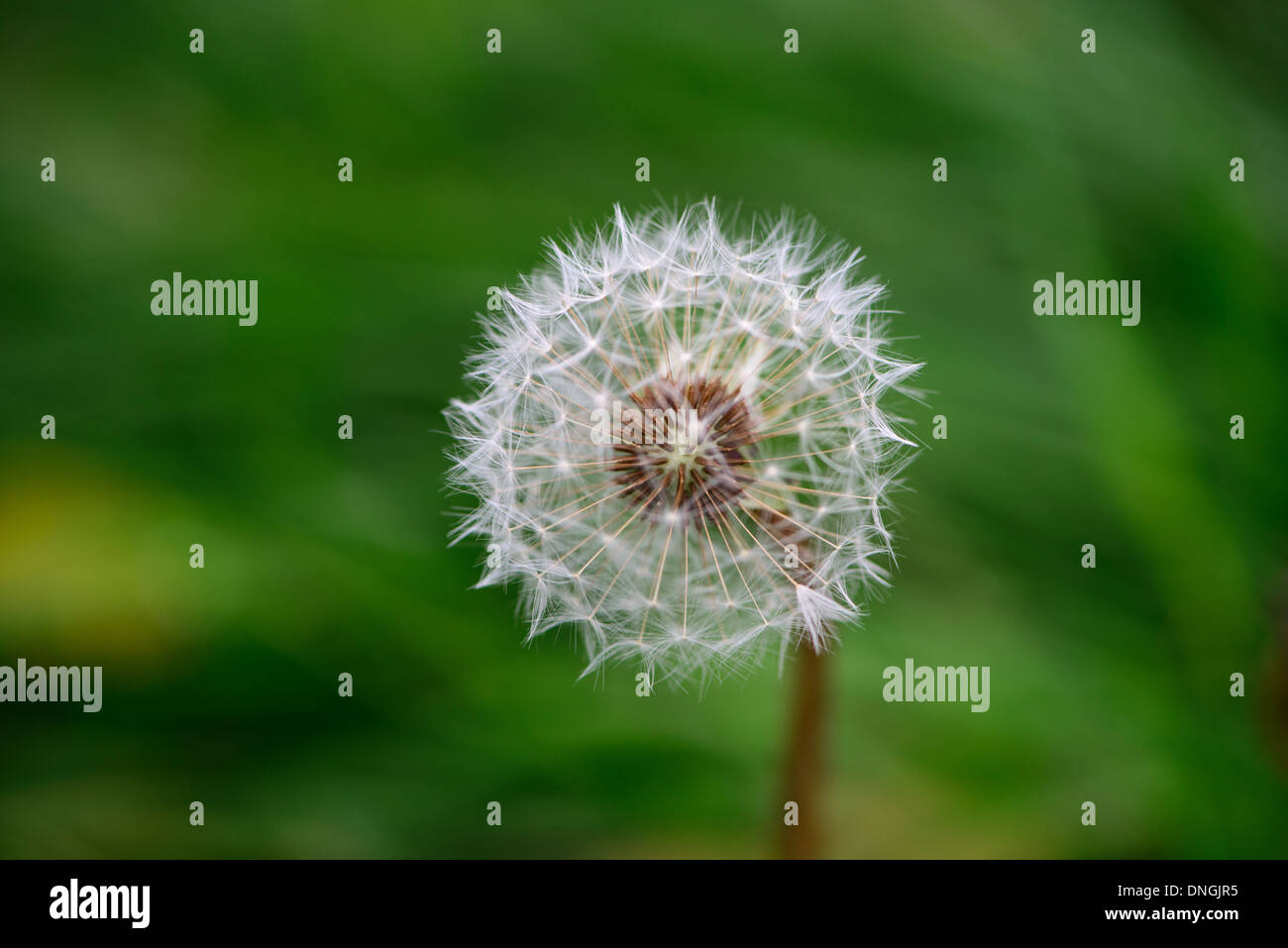 Löwenzahn Samen Kopf vor lebendigen grünen und gelben Hintergrund. Stockfoto