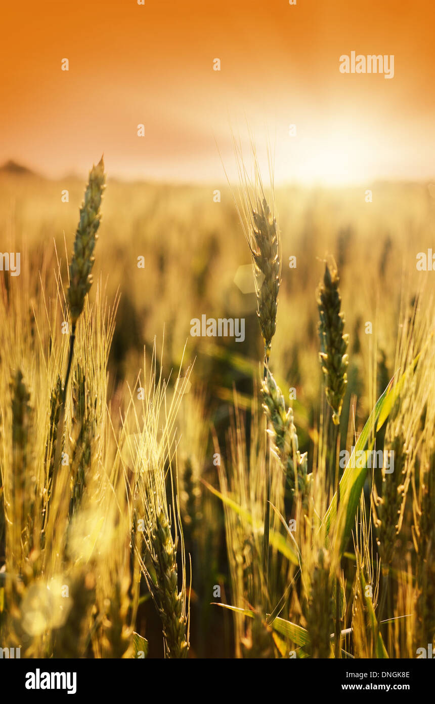 Goldene Weizenfeld gegen Sonnenstrahlen Stockfoto