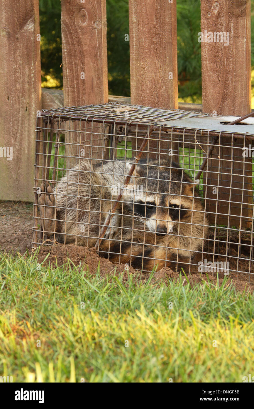 Waschbär In Live-Falle. Wohngegend Ärgernis Tier fangen. Beachten Sie die hinteren Fuß am Käfig Ecke. Stockfoto