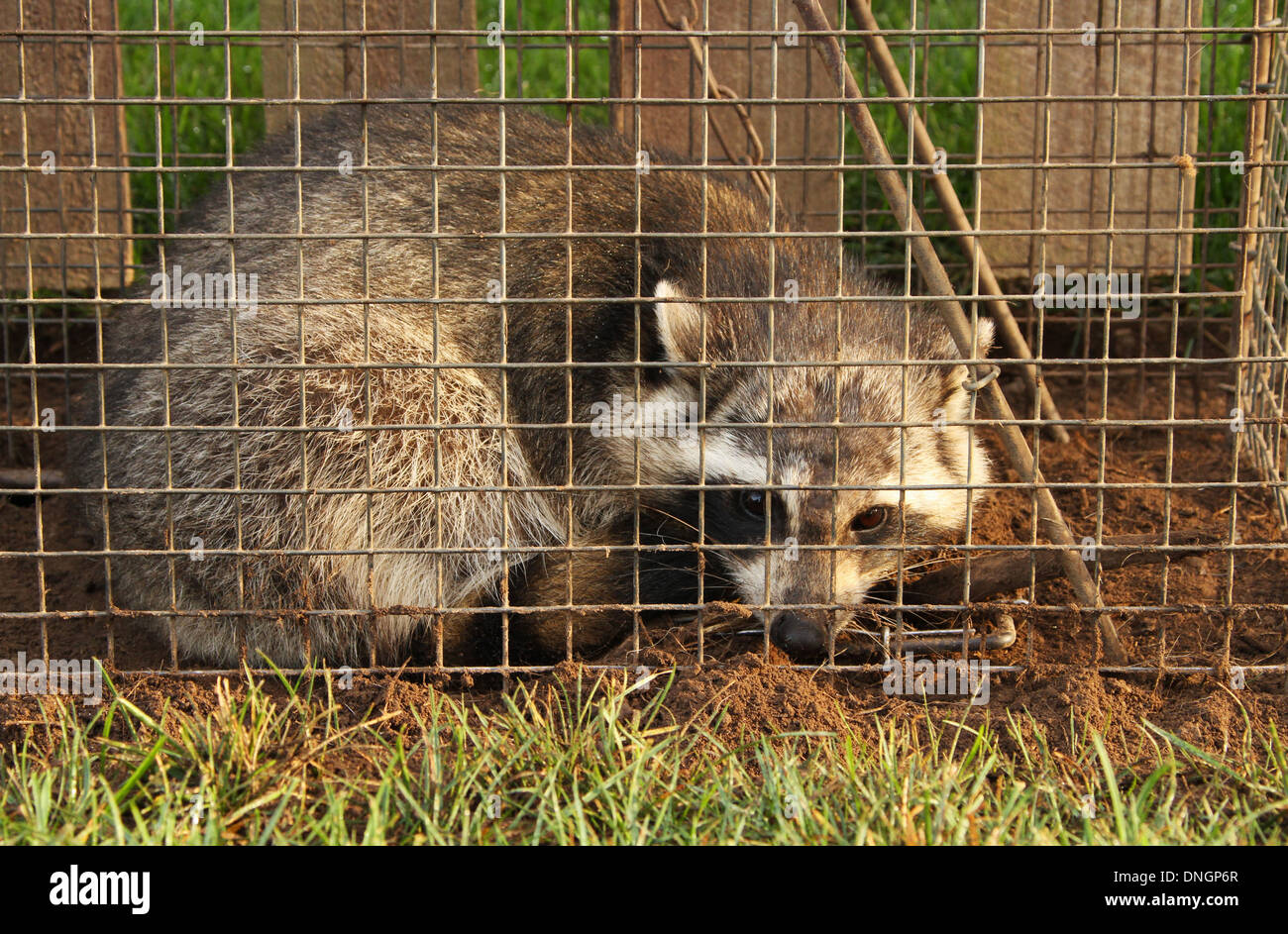 Waschbär In Live-Falle. Wohngegend Ärgernis Tier fangen. Stockfoto