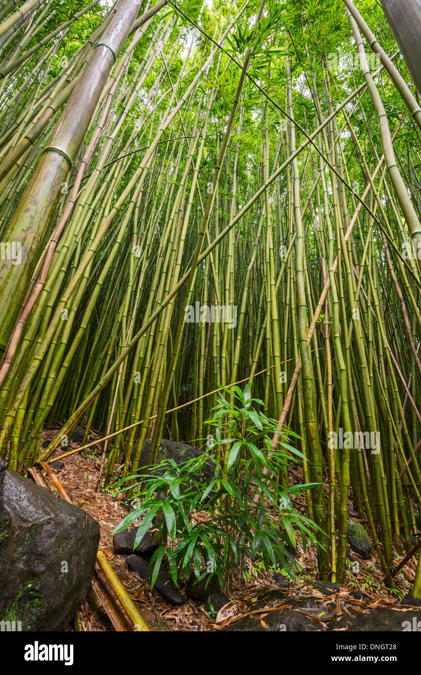 Der magische Bambus Wald Maui in der Nähe von Na'ili'Ili Haele auf der Straße nach Hana. Stockfoto