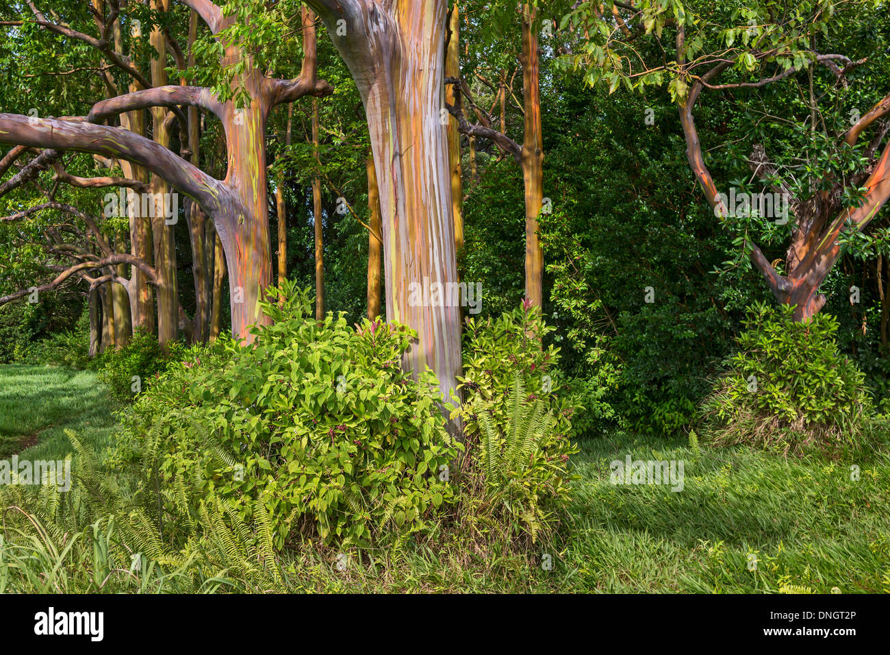 Die bunten und magischen Regenbogen Eukalyptus-Baum, Eucalyptus Deglupta. Stockfoto