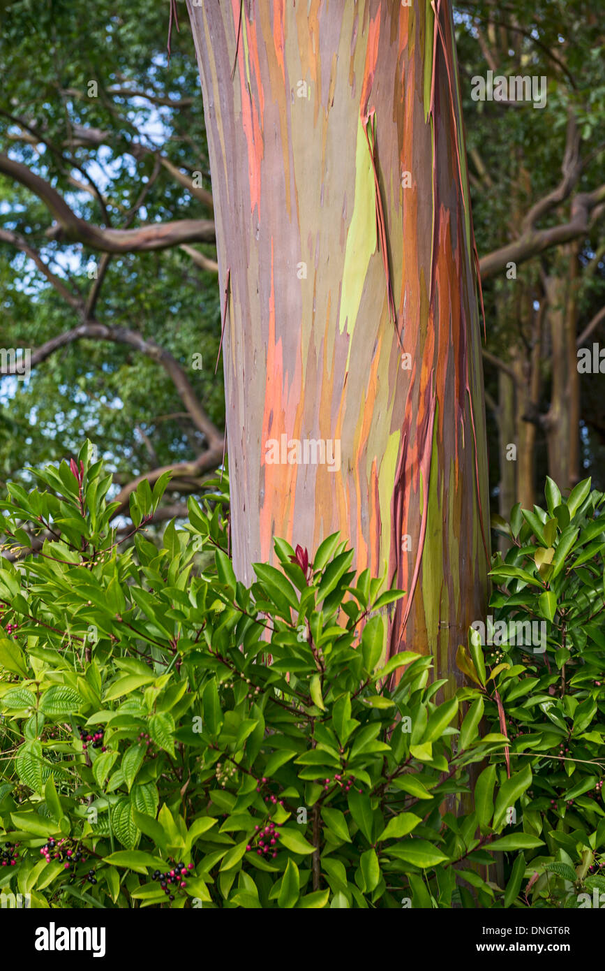 Die bunten und magischen Regenbogen Eukalyptus-Baum, Eucalyptus Deglupta. Stockfoto