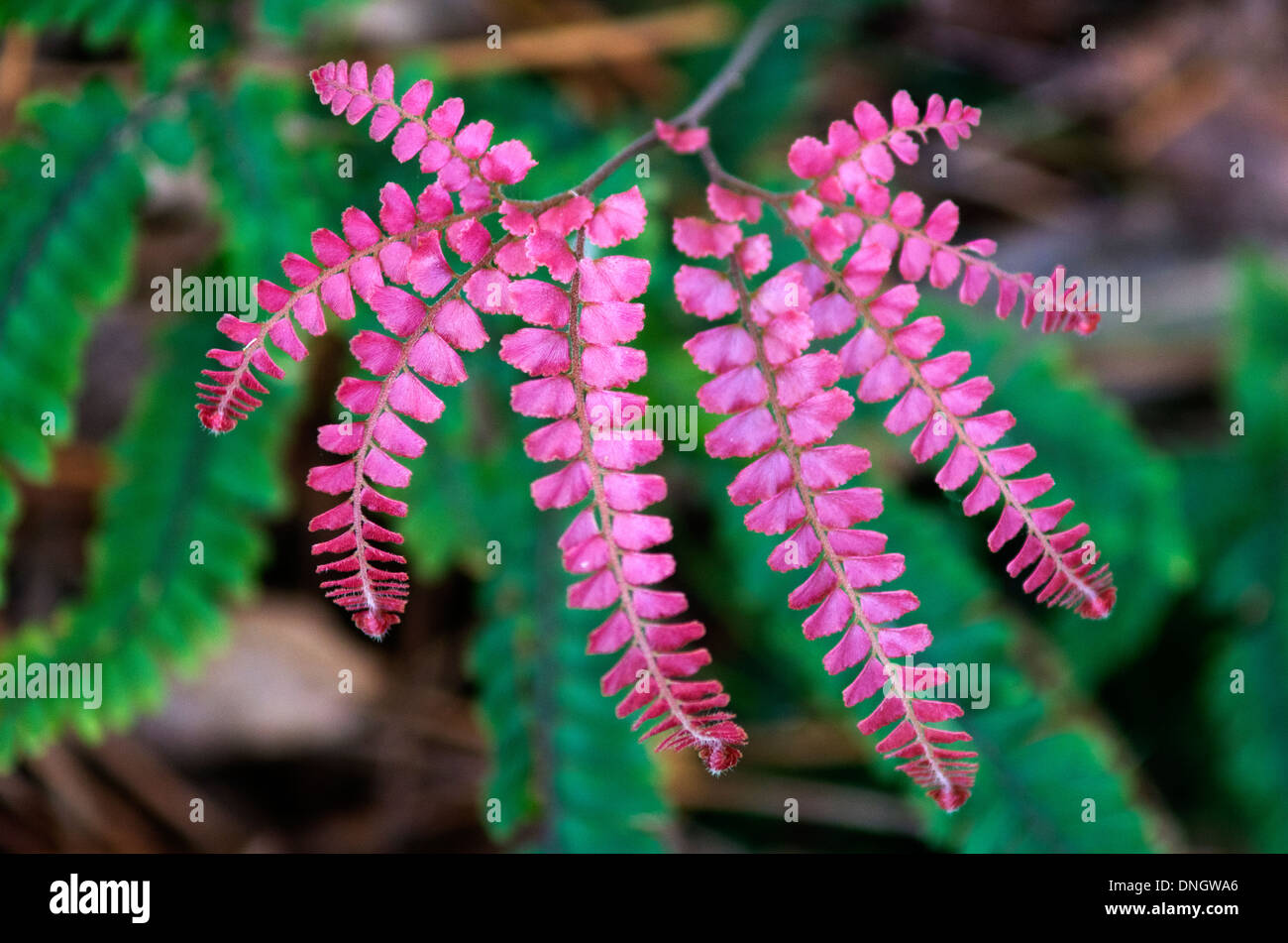 Roter Farn Stockfotos und bilder Kaufen Alamy