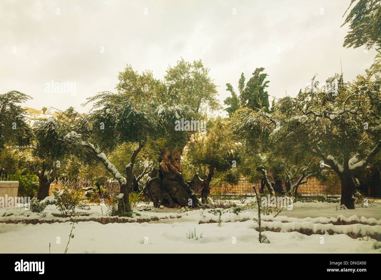 Der Garten Getsemani in Jerusalem mit Oliven mit Schnee bedeckt Stockfoto
