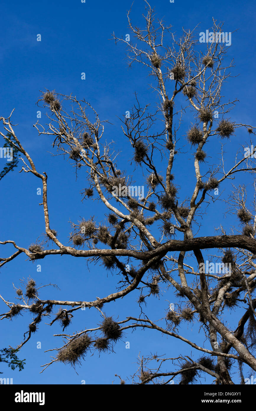 Ball-Moss in einem sterbenden Baum im Süden von Texas, USA. Stockfoto