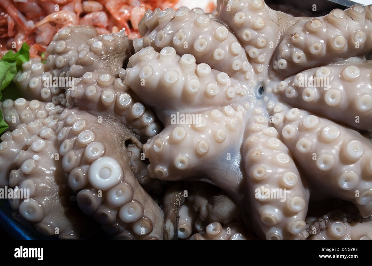 Nahaufnahme des großen rohen Oktopus auf Meer Markt Tisch Stockfoto