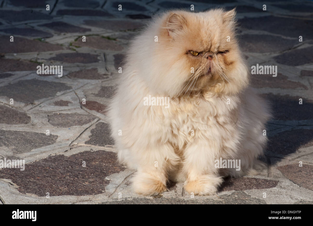 alte rote Perserkatze Closeup auf Steinpflaster Stockfoto