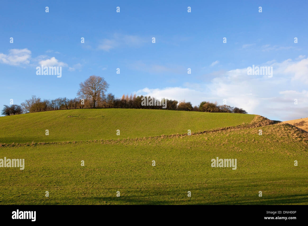Einer malerischen Hochland Wiese mit Hecken und Bäumen unter blauem Himmel in Thixendale auf die Yorkshire Wolds im winter Stockfoto