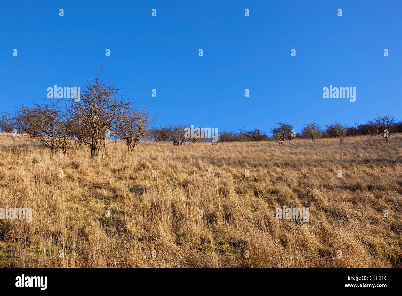 Einem trockenen Gestrüpp Hügel mit Weißdorn Bäume unter einem strahlend blauen Himmel in der Nähe von Thixendale in die Yorkshire Wolds England im winter Stockfoto