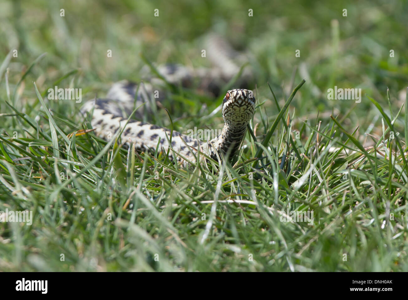 Männliche Kreuzotter (Vipera Berus) überqueren Grünland. Dorset, UK. Stockfoto