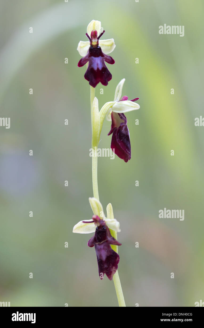 Orchidee (Ophrys Insectifera) fliegen. Surrey, UK. Stockfoto