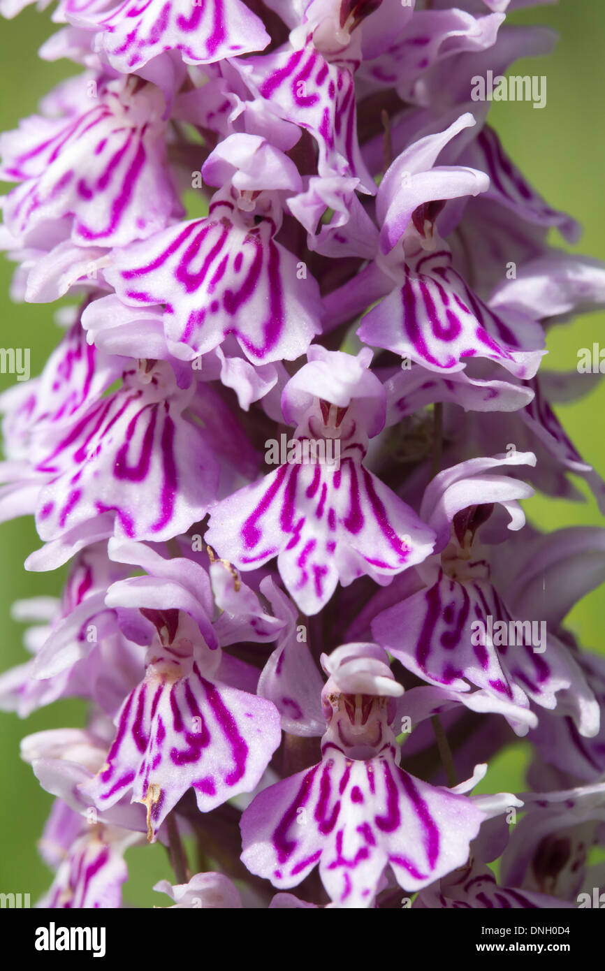 Gemeinsame gefleckte Orchidee (Dactylorhiza Fuchsii). Surrey, UK. Stockfoto