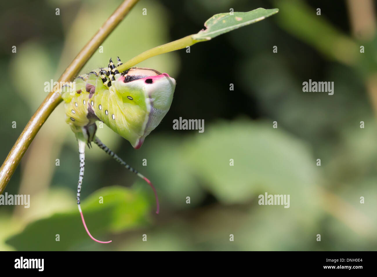 Puss Moth Raupe (Cerura Vinula) auf Aspen. Surrey, UK. Stockfoto