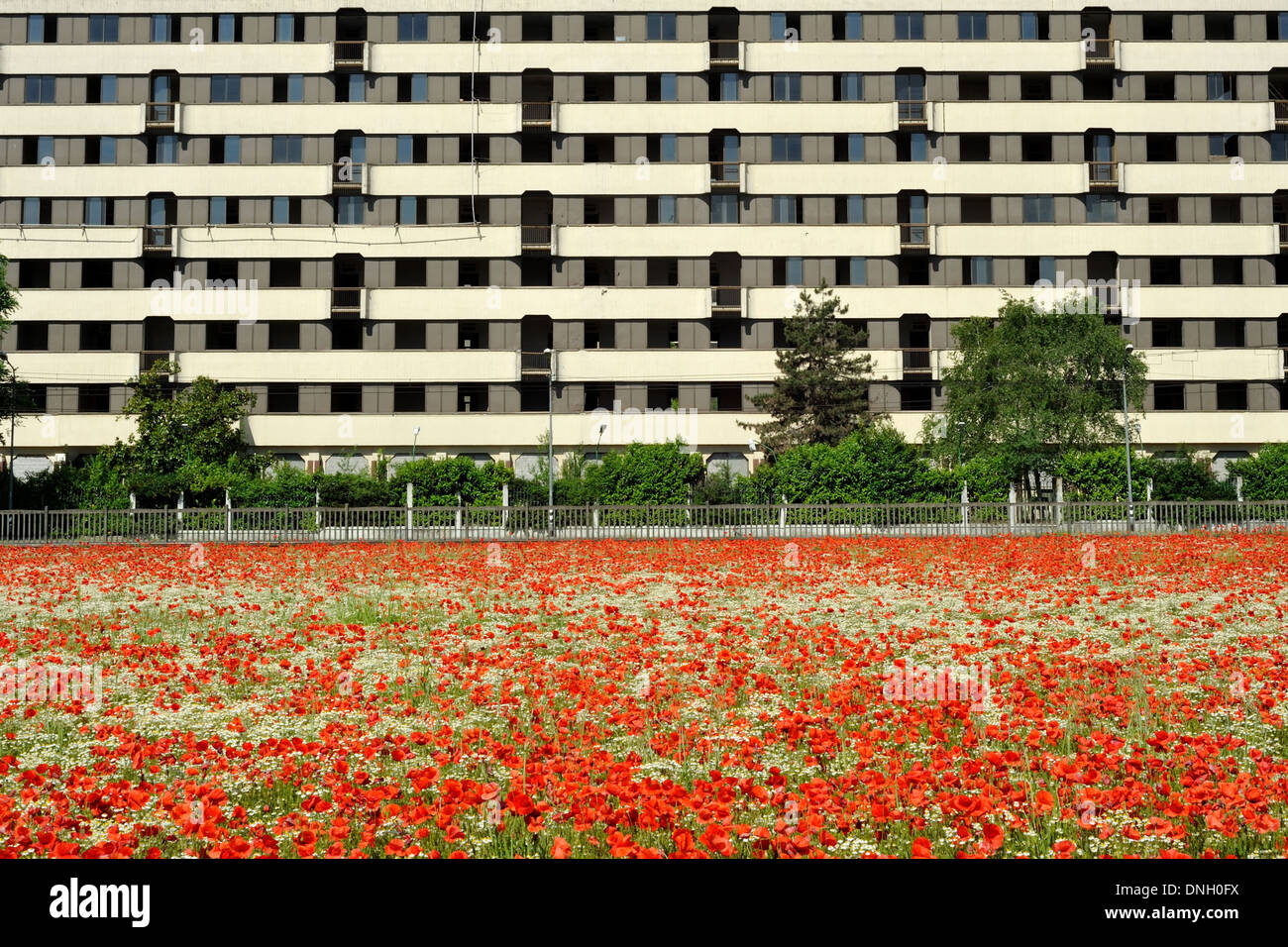 Mohn Blume in einem Feld mit weißen Gebäude. Rote Mohnblumen Symbol des Gedenkens. Symbol für eine neue Saison. Stockfoto