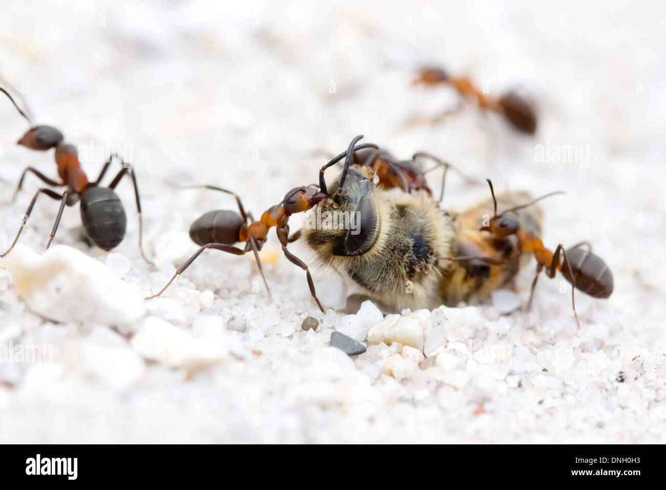 Waldameisen (Formica Rufa) Ringen mit Biene-Kadaver. Dorset, UK. Stockfoto