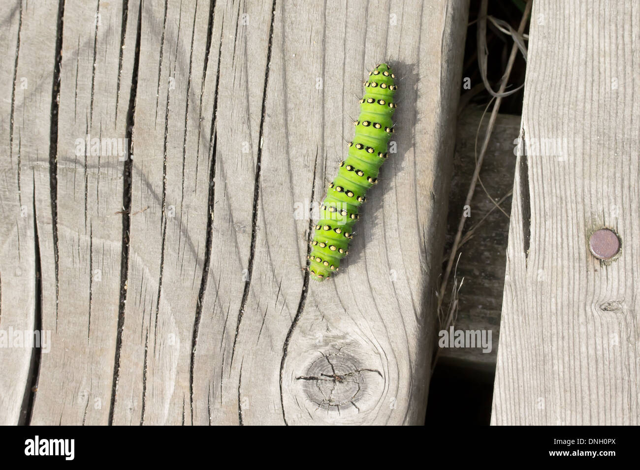 Kaiser-Motte Raupe (Saturnia Pavonia) am Boardwalk. Surrey, UK. Stockfoto