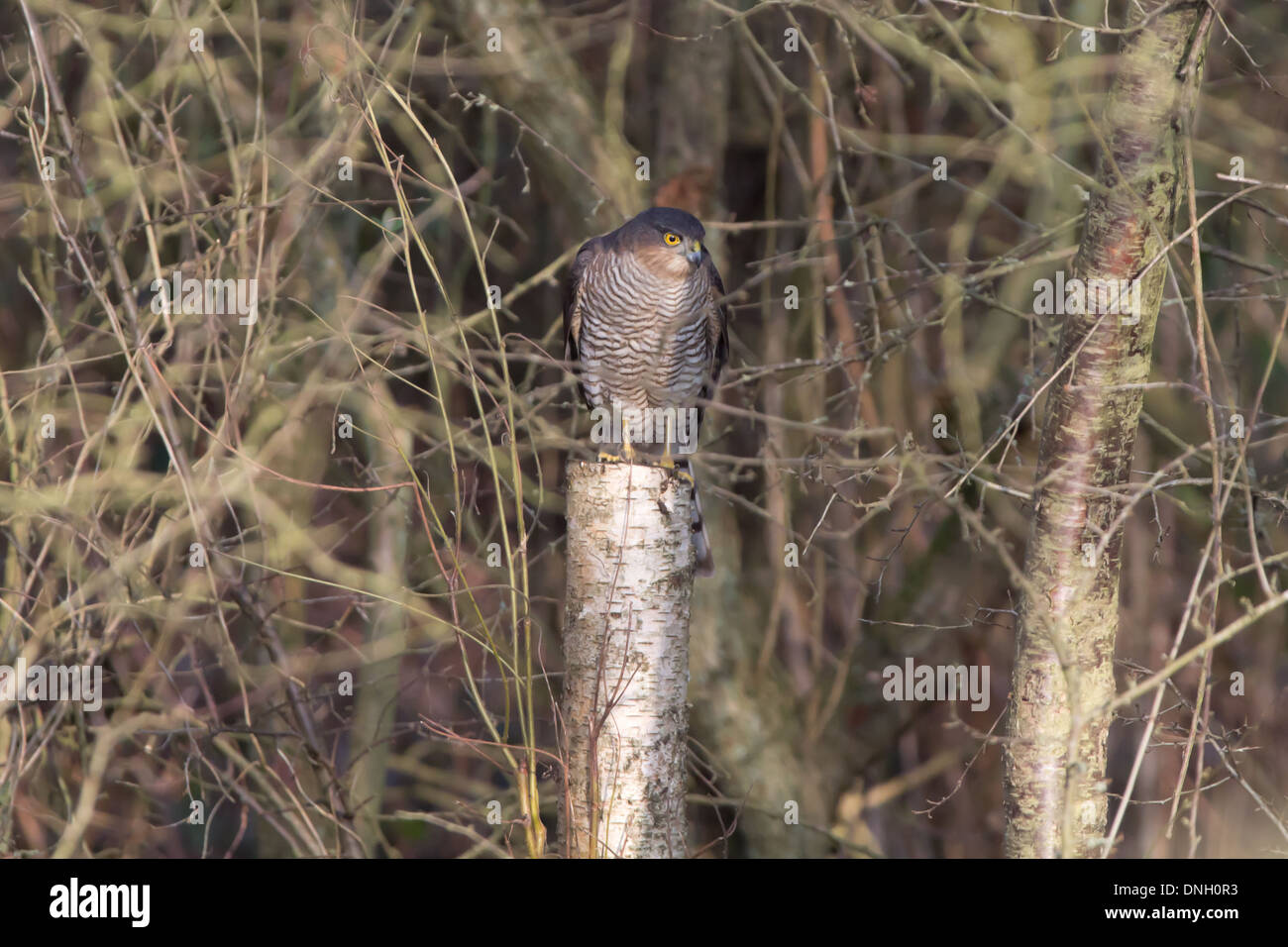 Männliche Sperber (Accipter Nisus) thront im Wald. Surrey, UK. Stockfoto