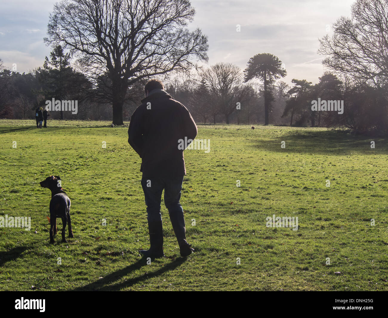 Ein Mann geht seinen Dobermann Welpen im Nonsuch Park in Cheam, Surrey. Stockfoto