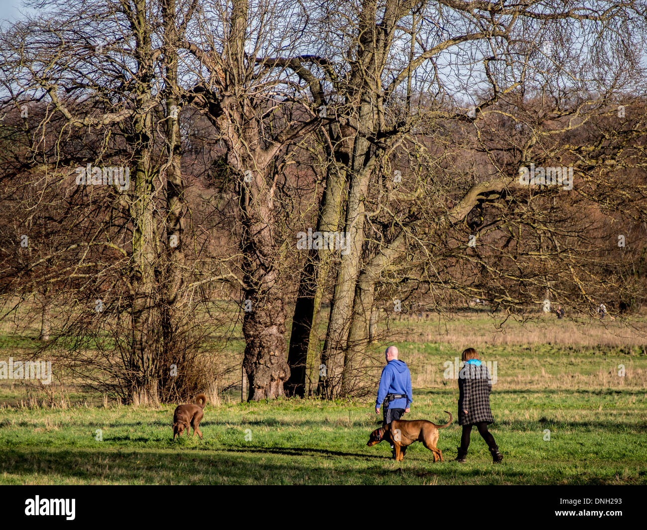 Ein paar gehen ihre Hunde durch Nonsuch Park in Cheam, Surrey an einem kalten Wintertag. Stockfoto