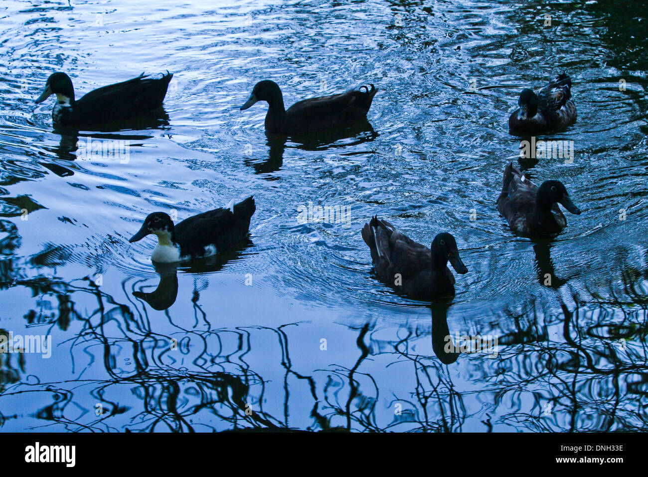 Enten auf Dämmerung Teich Stockfoto
