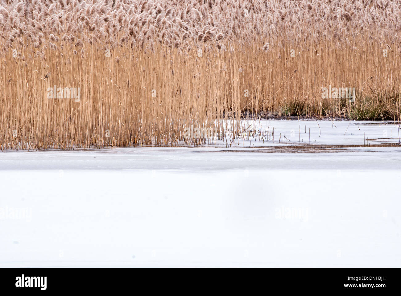 Winter-Sumpf-Hintergrund mit zugefrorenen Teich für Hintergrund oder Wallpaper. Stockfoto