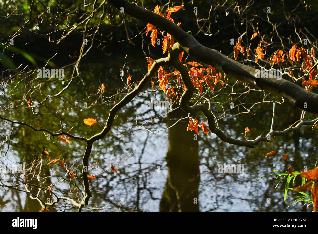 Teich Bäume Silhouette Sonnenlicht lens Flare Reflexionen Stockfoto