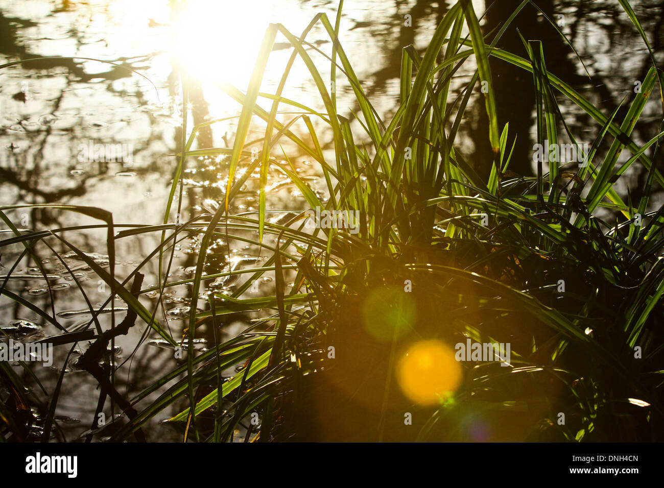Teich Gräser Silhouette Sonnenlicht Lens Flare Stockfoto