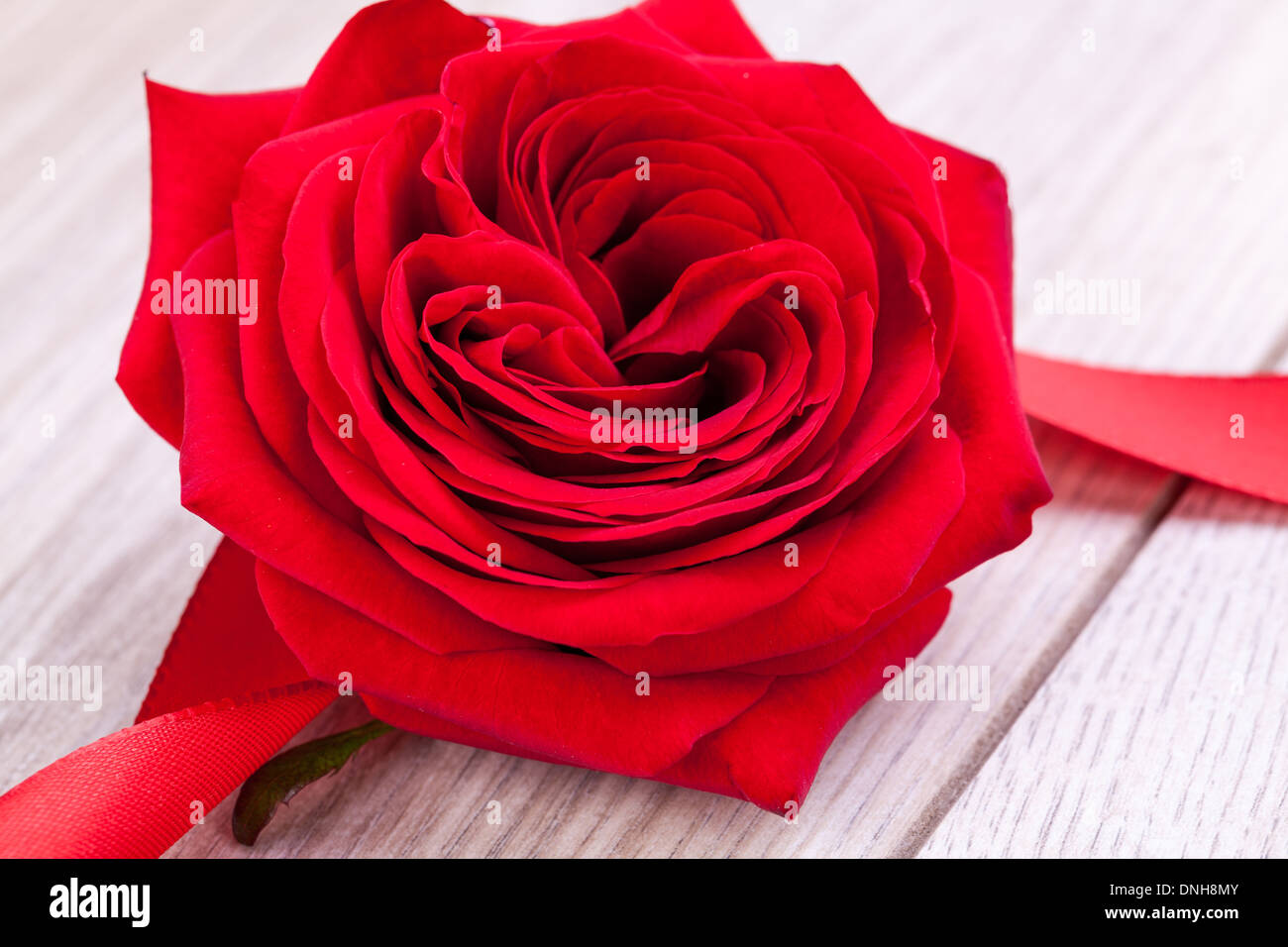 Bouquet von schöne frische rote Rosen mit einem gewendelten Band Rahmen isoliert auf weiss mit allerlei Exemplar für Ihre liebevolle Jubiläum oder Valentinstag Nachricht Stockfoto