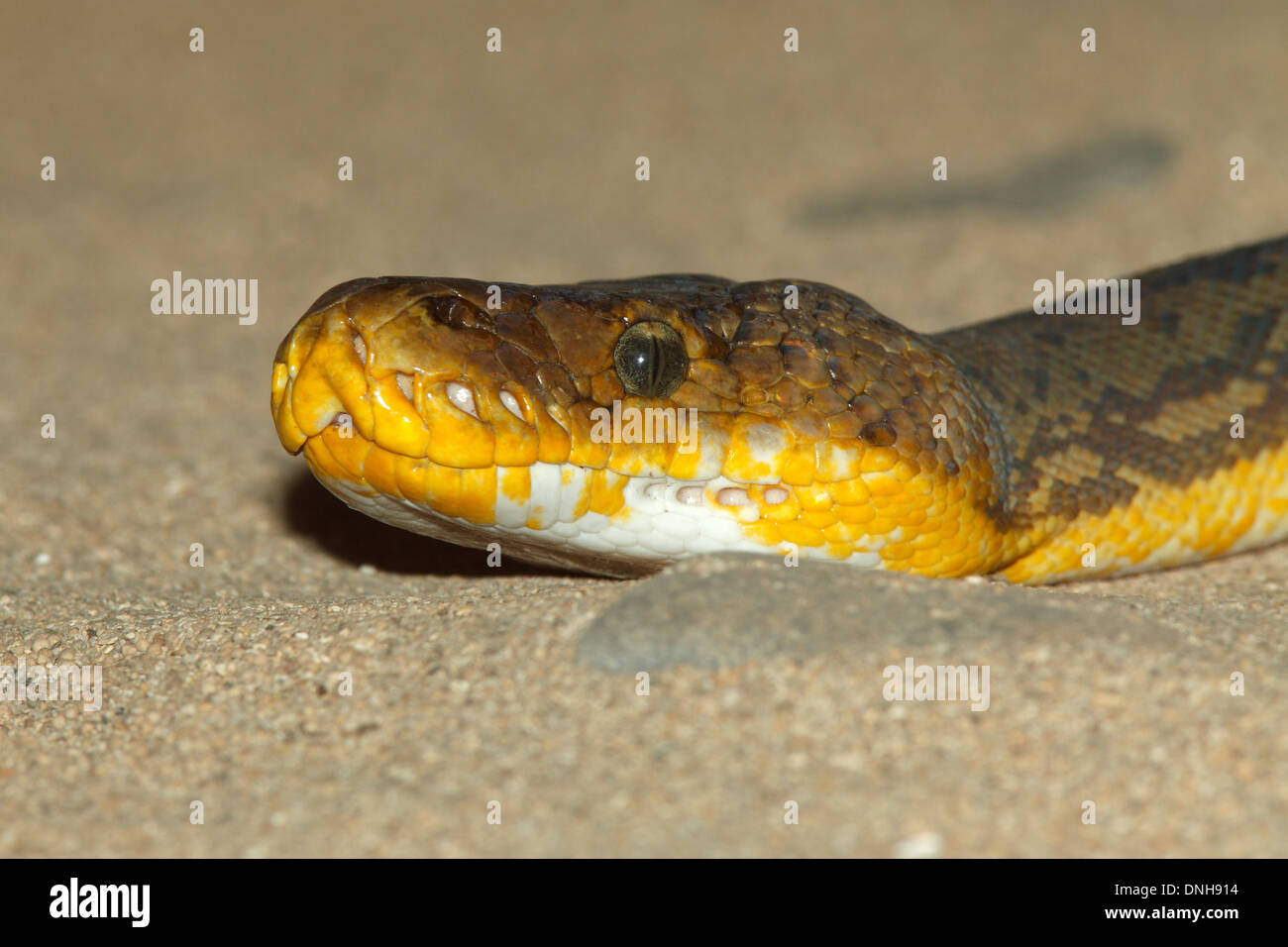 Timor-Python, Python Timoriensis. Indonesien Stockfoto