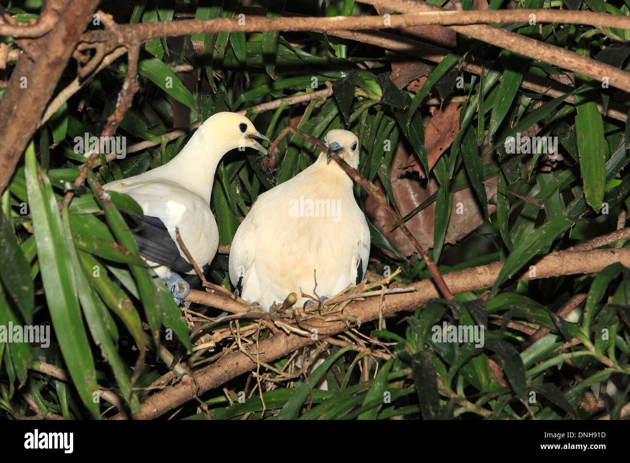 Paar Barbary Tauben, auch als Ringneck Taube, Ring-necked Turtle-Dove, Ring Taube, Streptopelia risoria bekannt. Stockfoto