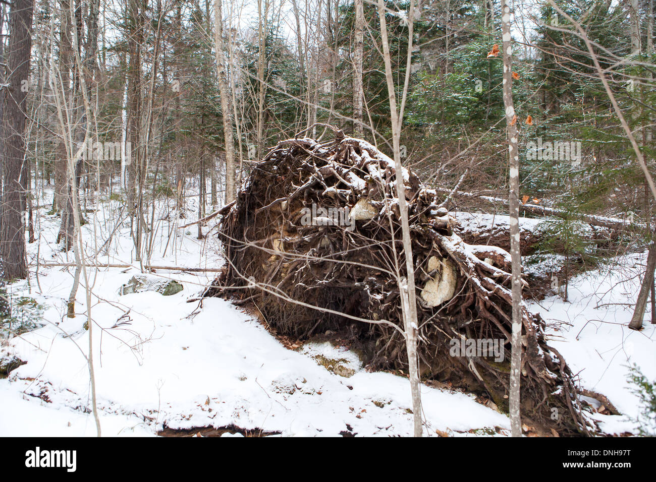 Umgestürzten Baum im Wald Stockfoto