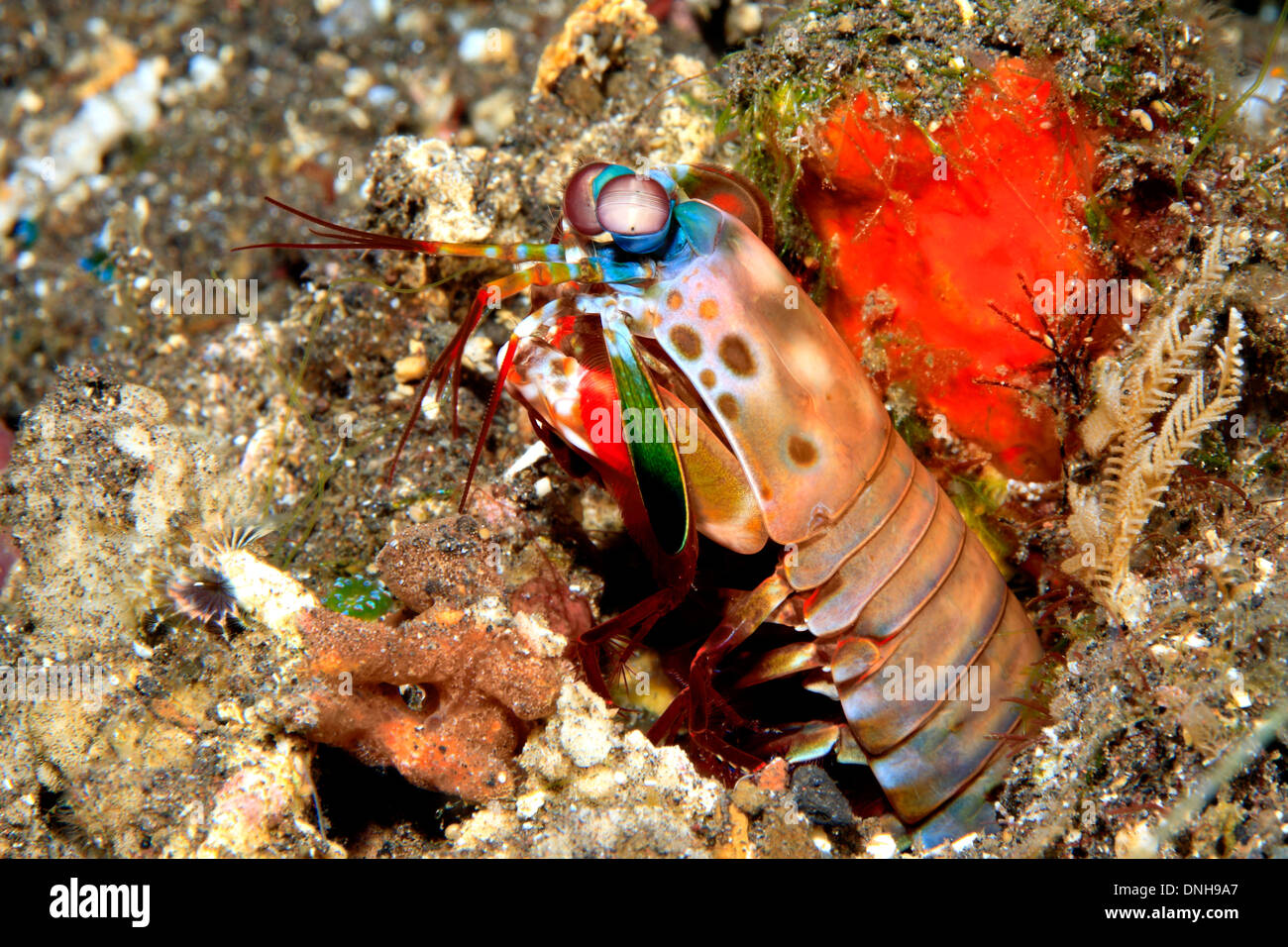 Peacock Mantis Shrimps, Odontodactylus scyllarus, auch als Harlekin Mantis Shrimp, lackiert Mantis Shrimps und Clown Mantis Shrimp bekannt. Stockfoto