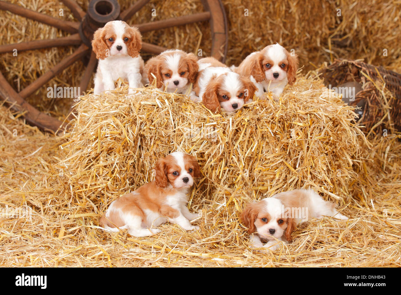 Cavalier King Charles Spaniel Welpen Schwarz Cavalier King Charles Spaniel, Welpen, Blenheim, 8 Wochen | Cavalier