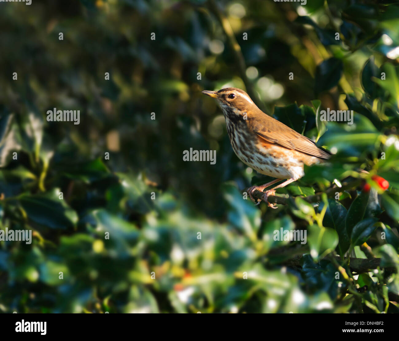 Rotdrossel (Turdus Iliacus) thront in Stechpalme Stockfoto