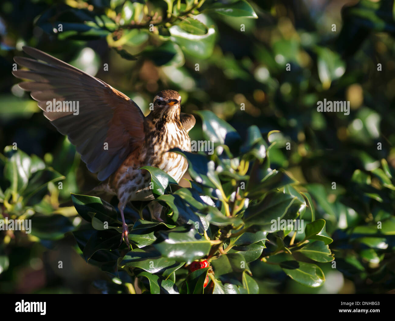 Rotdrossel (Turdus Iliacus) thront in Stechpalme Stockfoto