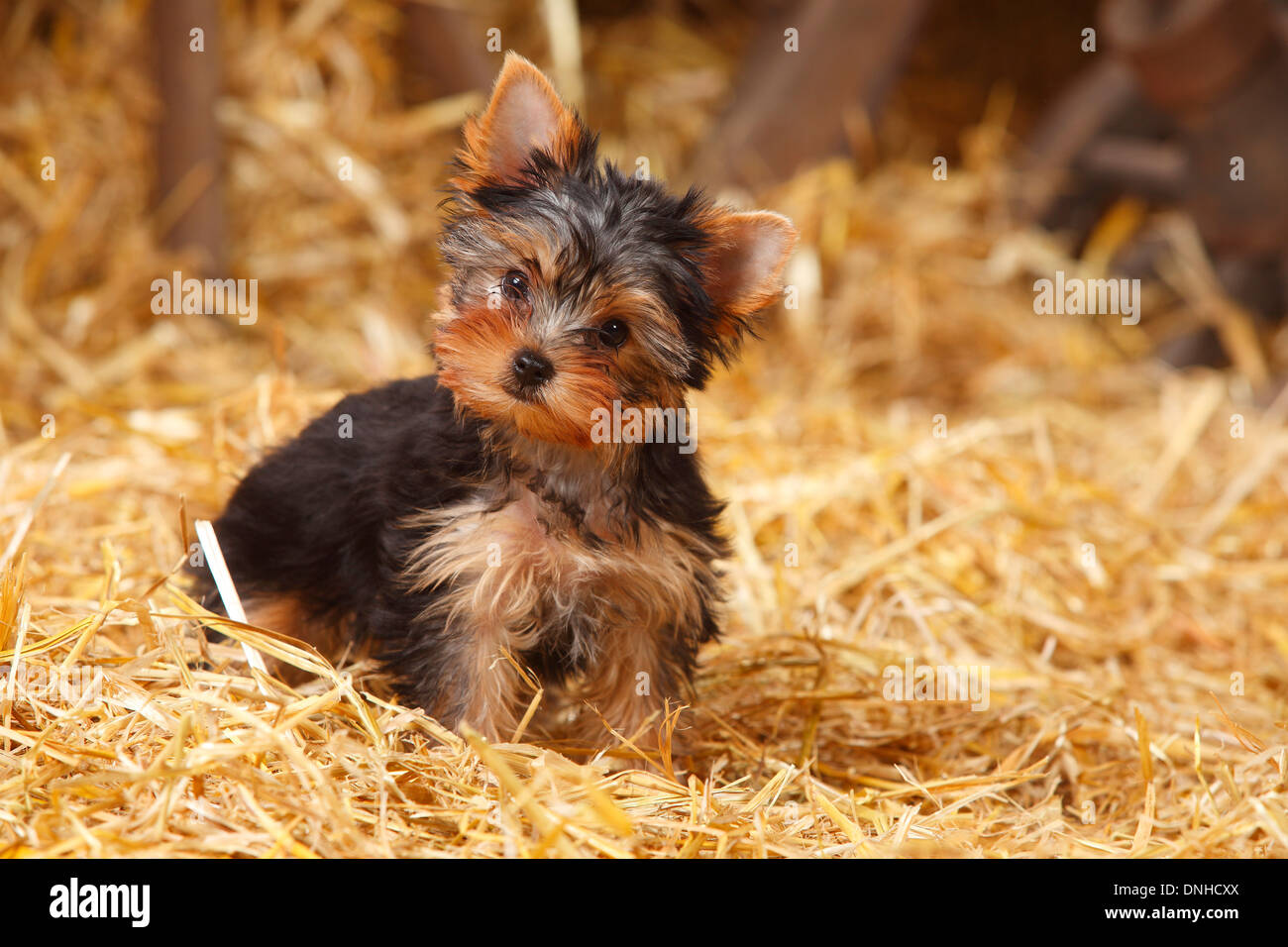 Yorkshire Terrier Welpen, 11 Wochen | Yorkshire Terrier, Welpe, 11 Wochen Stockfoto