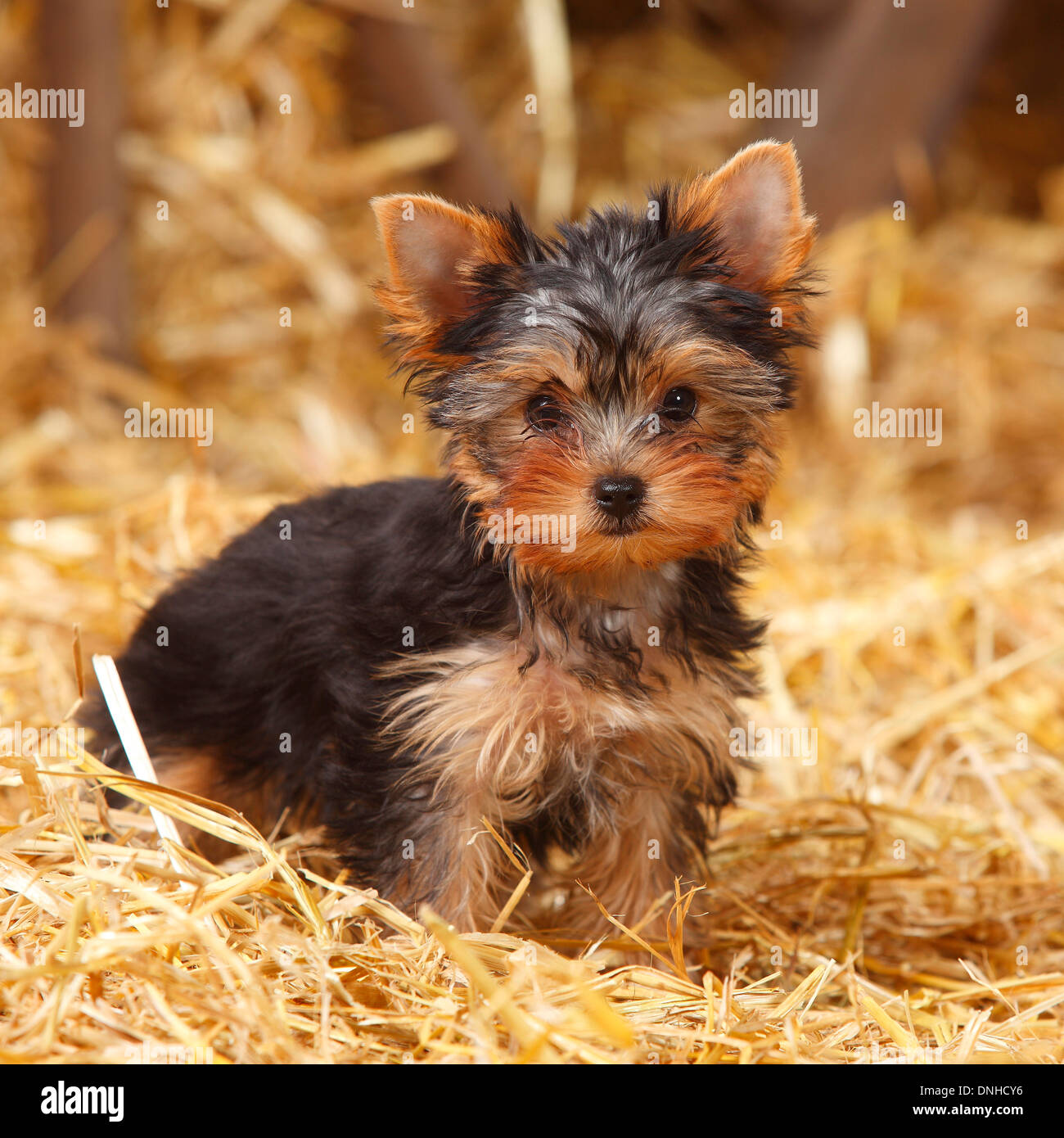 Yorkshire Terrier Welpen, 11 Wochen | Yorkshire Terrier, Welpe, 11 Wochen Stockfoto