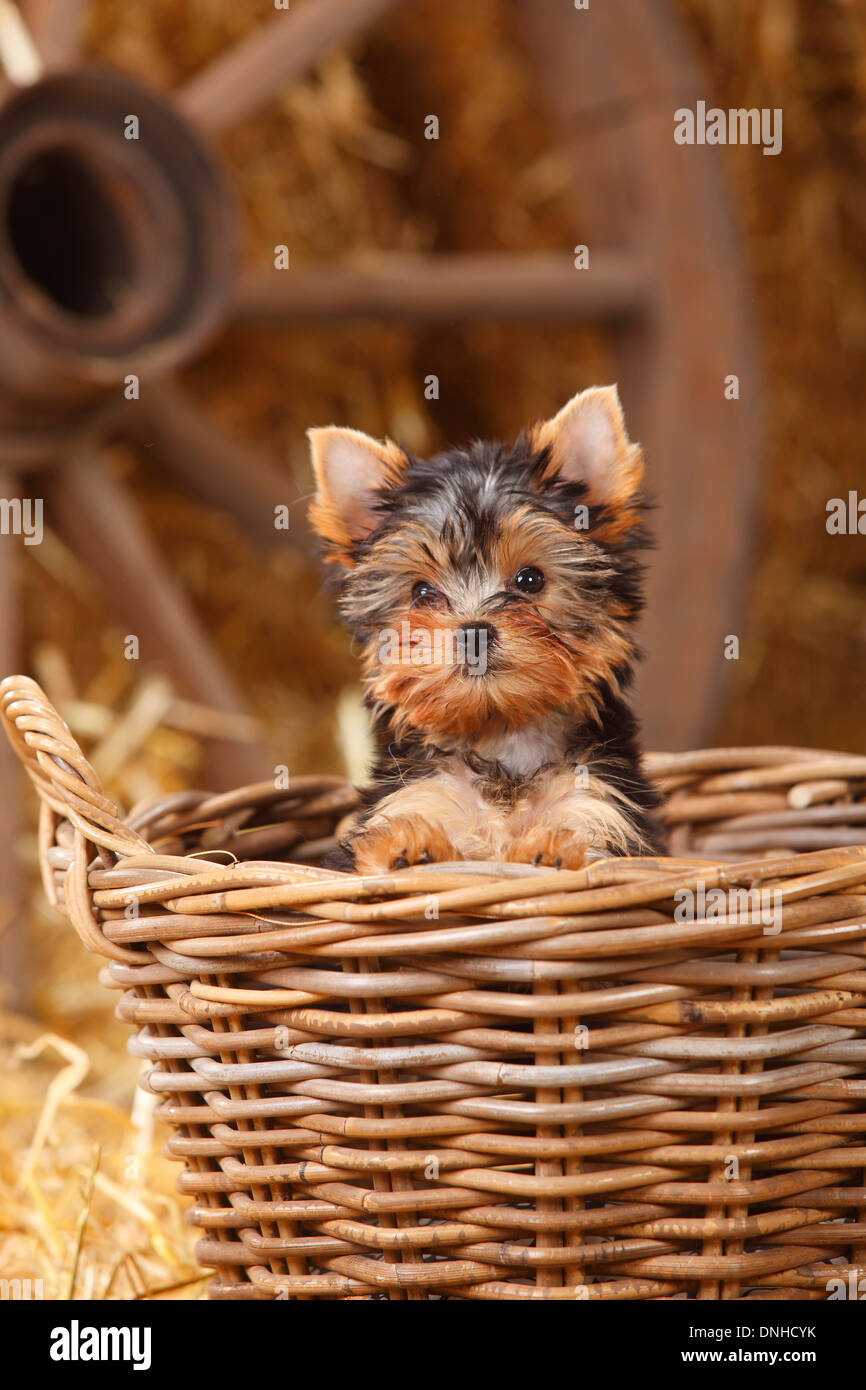 Yorkshire Terrier Welpen, 11 Wochen | Yorkshire Terrier, Welpe, 11 Wochen Stockfoto