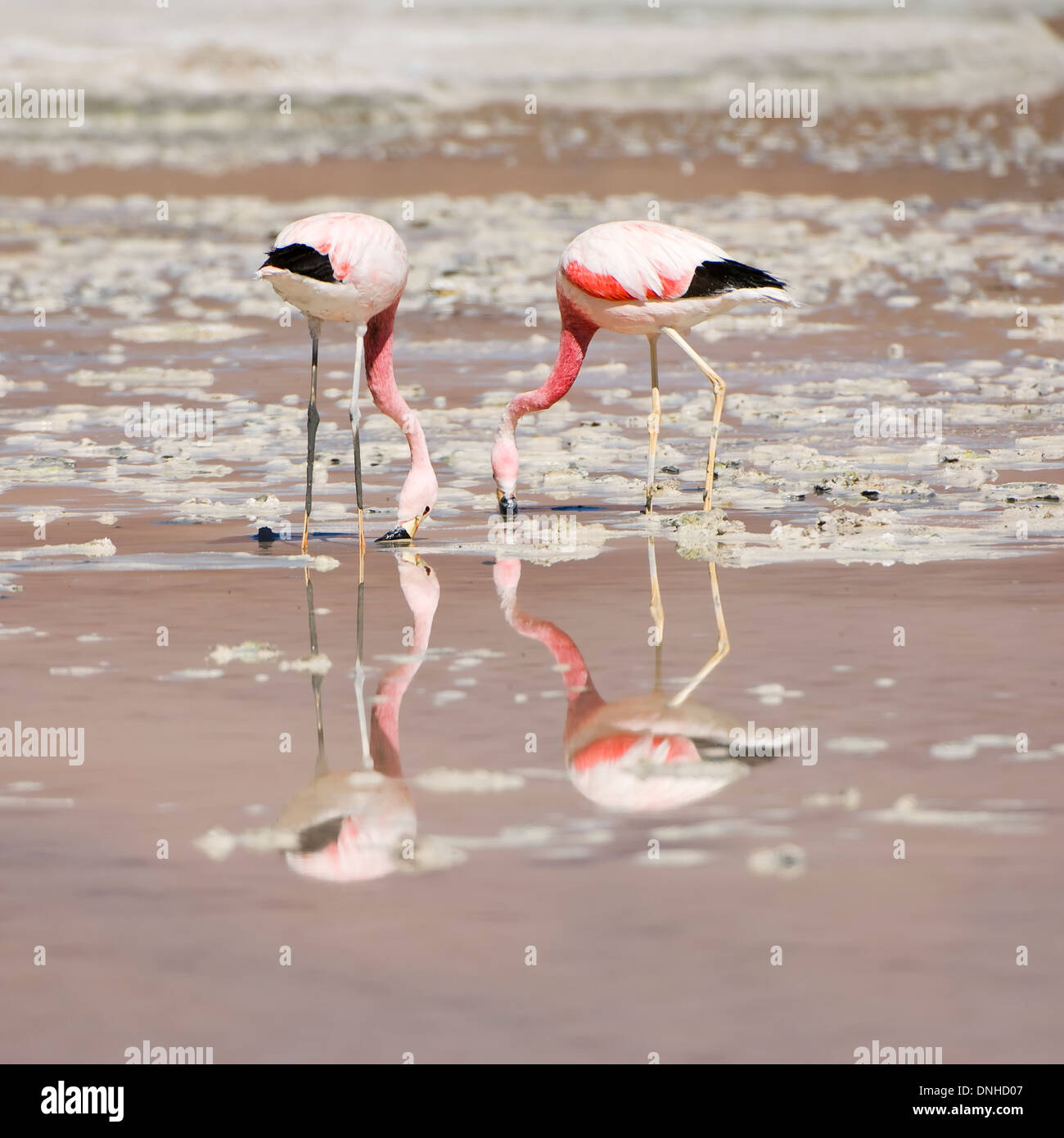 Anden Flamingo (Phoenicopterus Andinus) Stockfoto