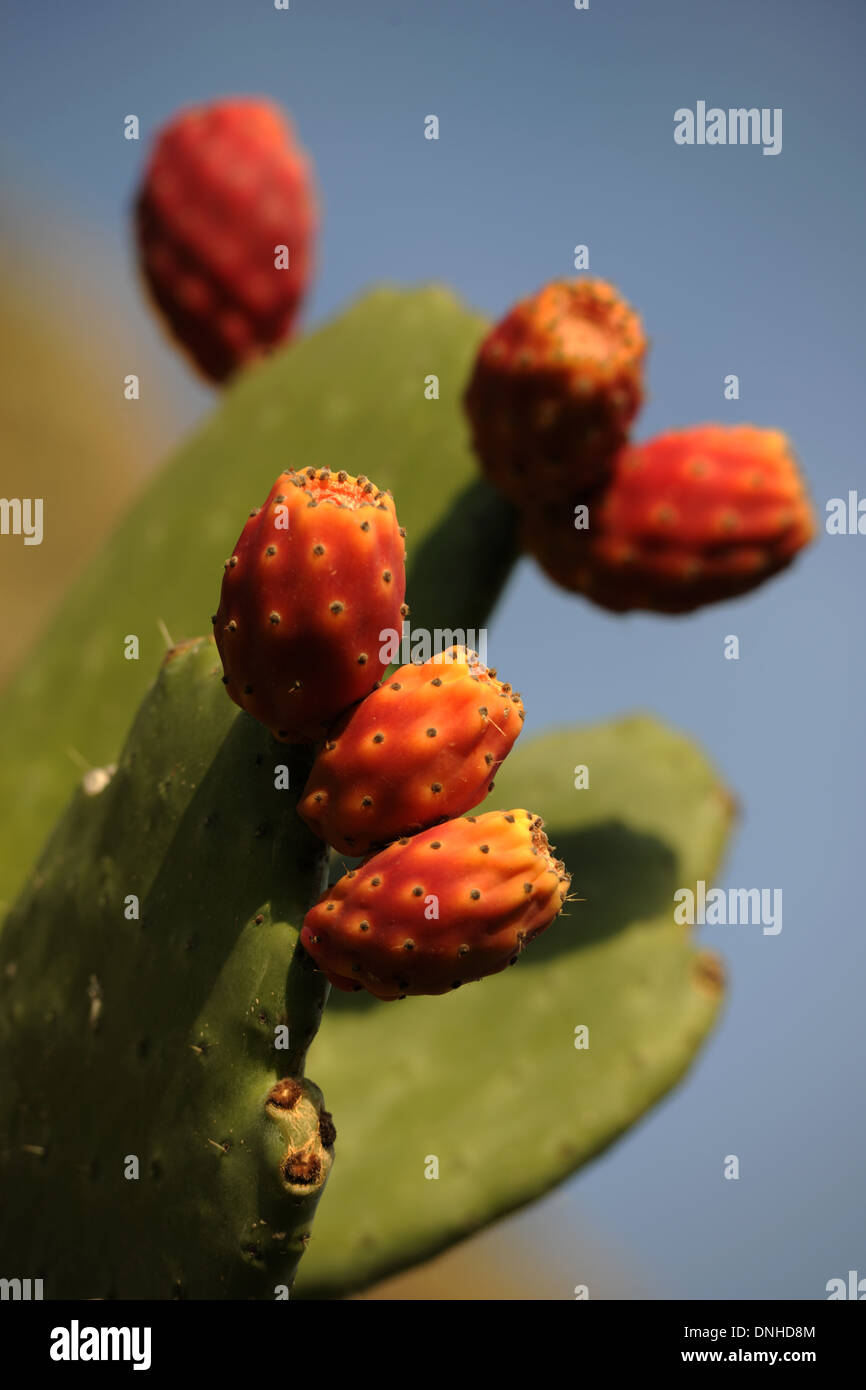 PricklyPear Frucht und Pflanze in Süditalien. Stockfoto
