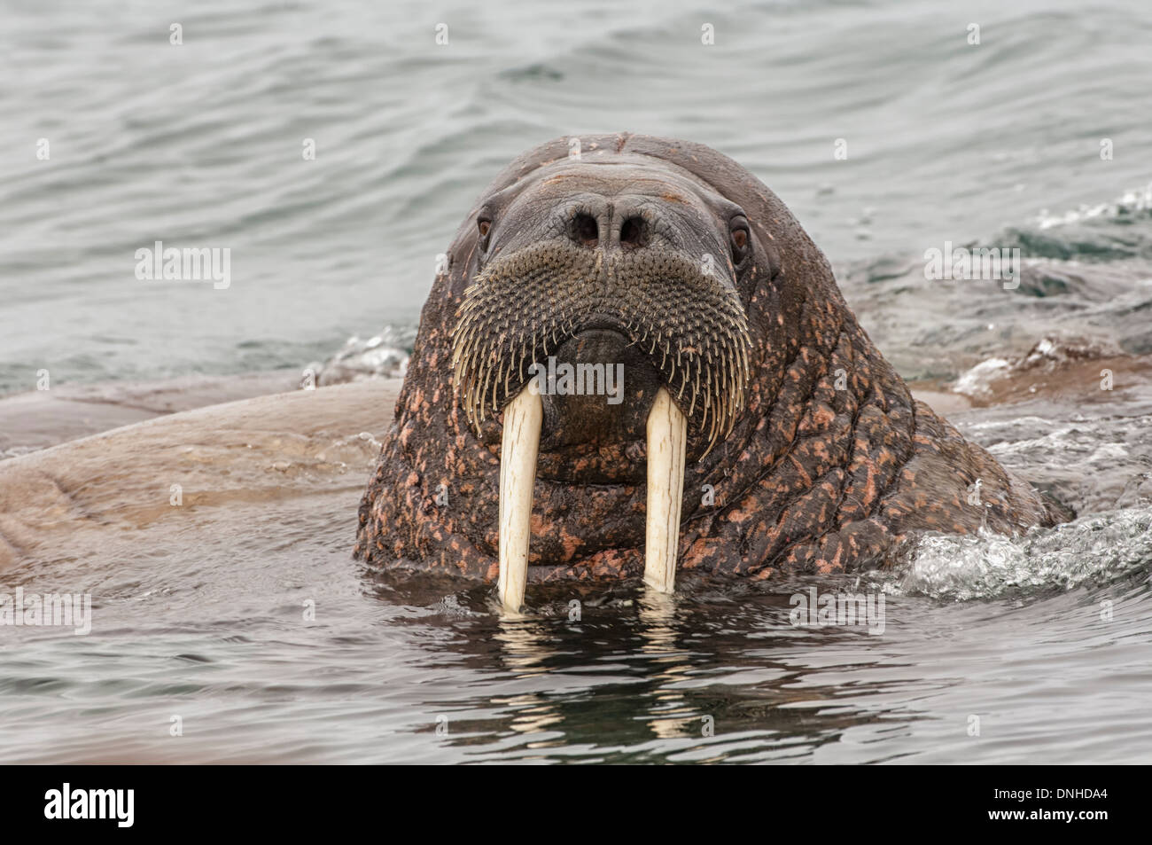 Walross (Odobenus Rosmarus), Torellneset Island, Spitzbergen, Arktis Norwegen Stockfoto