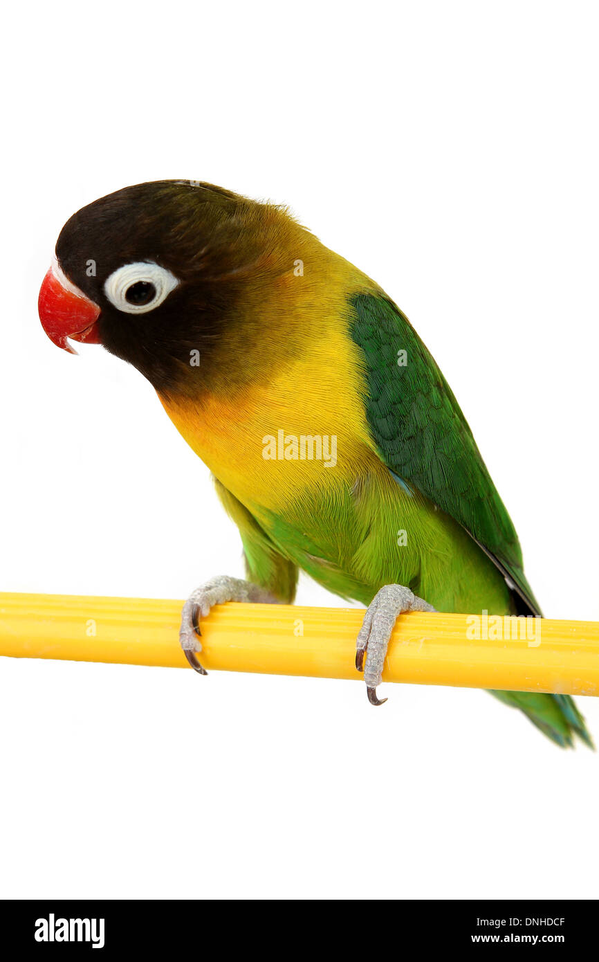 eine schöne grüne Papagei Lovebird isoliert auf weißem Hintergrund Stockfoto