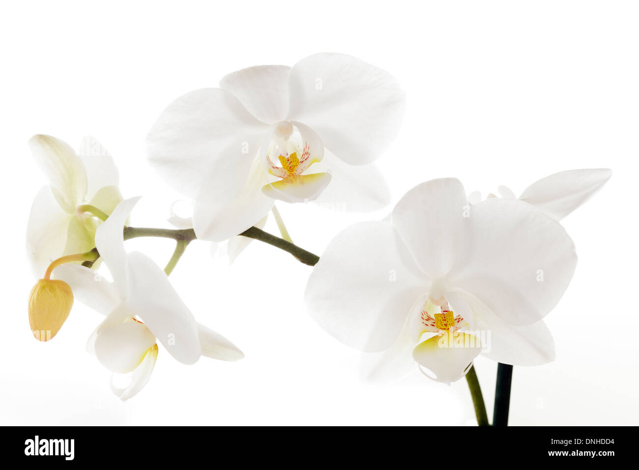 Weiße Orchidee Stockfoto