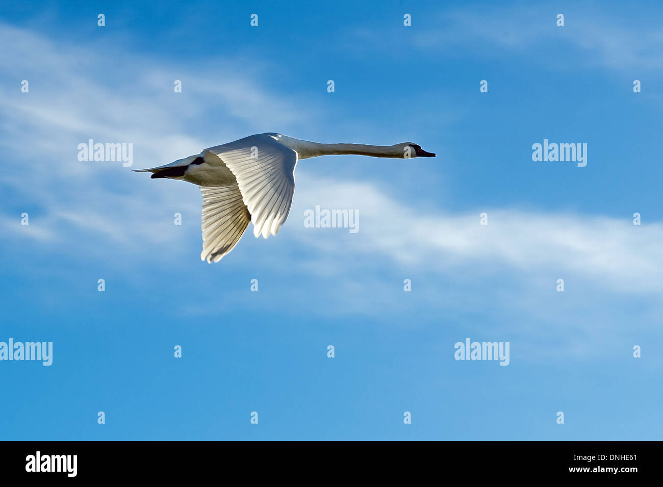 Swan fliegen über einen sonnigen blauen Winterhimmel Stockfoto