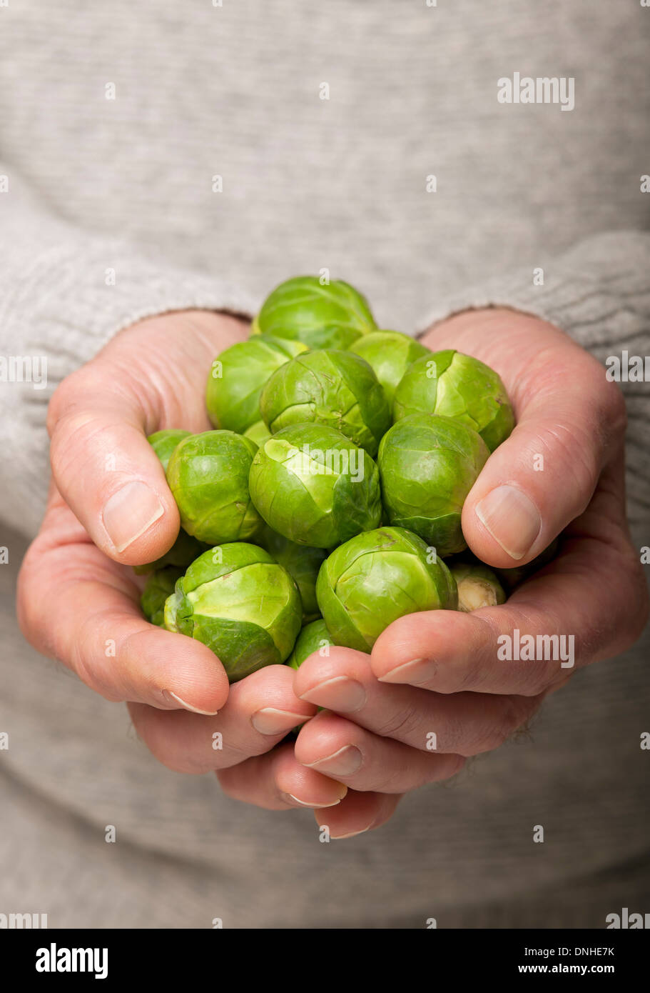 Nahaufnahme von Menschenhänden mit rohen Rosenkohl-Rosenkohl frisches grünes Gemüse Stockfoto