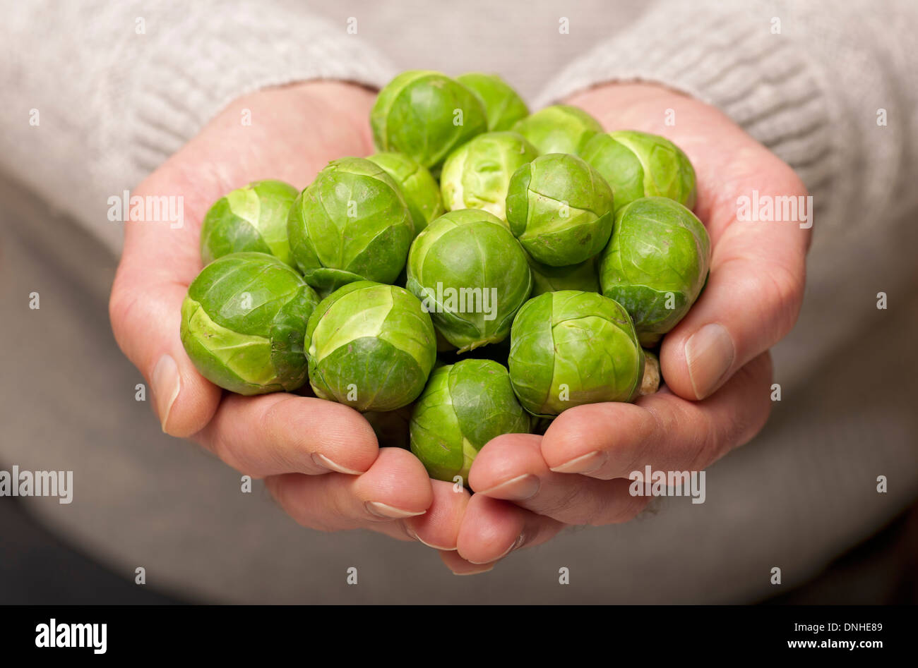 Nahaufnahme von Menschenhänden, die rohe Rosenkohl-Rosenkohle halten Sprossen frisches grünes Gemüse Stockfoto